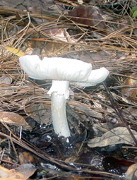 hongo